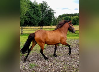 Caballos islandeses, Yegua, 7 años, 142 cm, Castaño oscuro