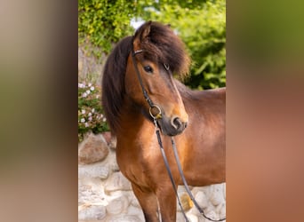 Caballos islandeses, Yegua, 7 años, 142 cm, Castaño oscuro