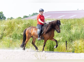 Caballos islandeses, Yegua, 7 años, 142 cm, Castaño oscuro