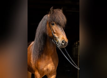 Caballos islandeses, Yegua, 7 años, 142 cm, Castaño oscuro
