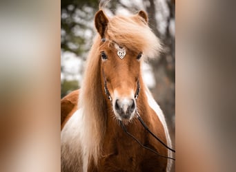 Caballos islandeses, Yegua, 7 años, 142 cm, Pío
