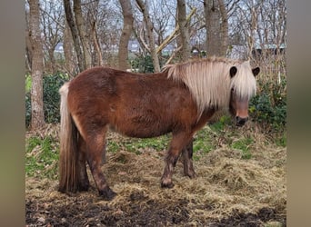 Caballos islandeses, Yegua, 7 años, 144 cm, Bayo