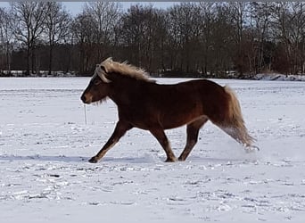 Caballos islandeses, Yegua, 7 años, 144 cm, Bayo