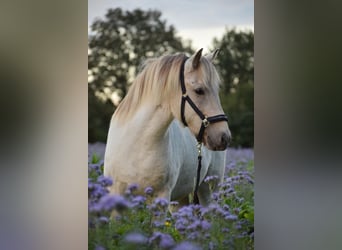 Caballos islandeses, Yegua, 7 años, 144 cm