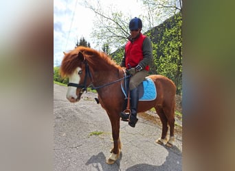 Caballos islandeses, Yegua, 7 años, 145 cm, Alazán