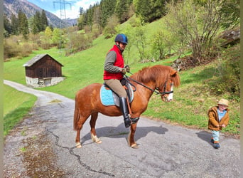 Caballos islandeses, Yegua, 7 años, 145 cm, Alazán