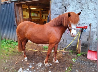 Caballos islandeses, Yegua, 7 años, 145 cm, Alazán