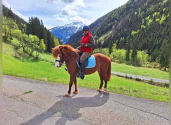 Caballos islandeses, Yegua, 7 años, 145 cm, Alazán