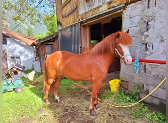 Caballos islandeses, Yegua, 7 años, 145 cm, Alazán