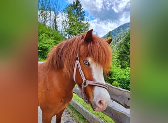 Caballos islandeses, Yegua, 7 años, 145 cm, Alazán