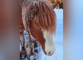 Caballos islandeses, Yegua, 7 años, 145 cm, Alazán