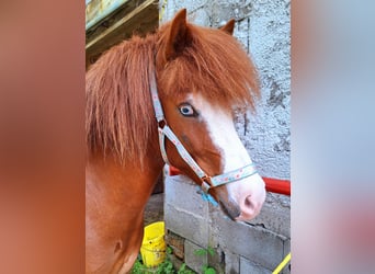 Caballos islandeses, Yegua, 7 años, 145 cm, Alazán