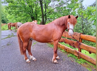 Caballos islandeses, Yegua, 7 años, 145 cm, Alazán