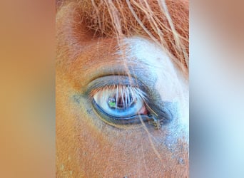 Caballos islandeses, Yegua, 7 años, 145 cm, Alazán