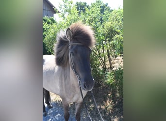 Caballos islandeses, Yegua, 7 años, 145 cm, Bayo
