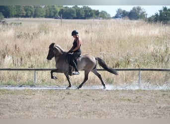 Caballos islandeses, Yegua, 7 años, 145 cm, Bayo