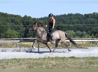Caballos islandeses, Yegua, 7 años, 145 cm, Bayo
