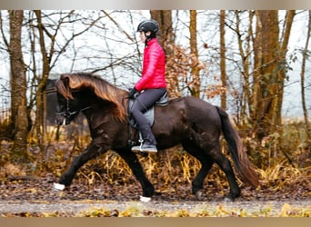 Caballos islandeses, Yegua, 7 años, 146 cm, Negro