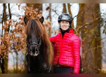Caballos islandeses, Yegua, 7 años, 146 cm, Negro