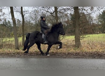 Caballos islandeses, Yegua, 7 años, 147 cm, Negro