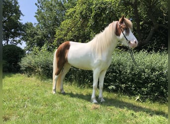 Caballos islandeses, Yegua, 7 años, 147 cm, Pío