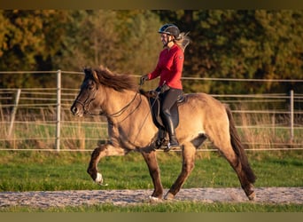 Caballos islandeses, Yegua, 7 años, 153 cm, Bayo