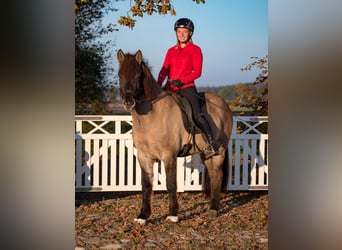 Caballos islandeses, Yegua, 7 años, 153 cm, Bayo
