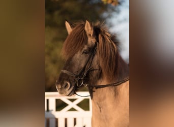 Caballos islandeses, Yegua, 7 años, 153 cm, Bayo