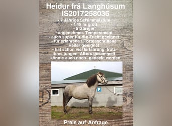 Caballos islandeses, Yegua, 7 años