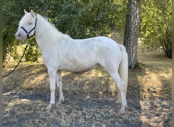 Caballos islandeses, Yegua, 7 años