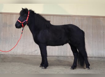 Caballos islandeses, Yegua, 7 años, Negro