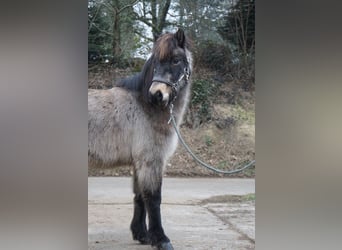 Caballos islandeses, Yegua, 8 años, 130 cm, Buckskin/Bayo