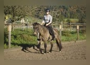 Caballos islandeses, Yegua, 8 años, 130 cm, Buckskin/Bayo