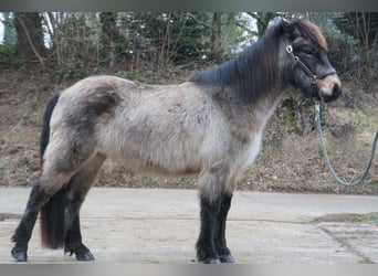 Caballos islandeses, Yegua, 8 años, 130 cm, Buckskin/Bayo