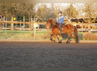 Caballos islandeses, Yegua, 8 años, 132 cm, Castaño