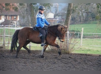 Caballos islandeses, Yegua, 8 años, 132 cm, Castaño