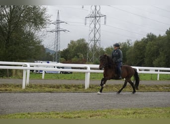 Caballos islandeses, Yegua, 8 años, 132 cm, Castaño