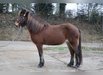 Caballos islandeses, Yegua, 8 años, 132 cm, Castaño