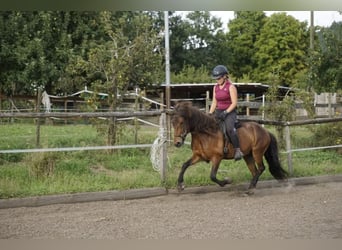 Caballos islandeses, Yegua, 8 años, 132 cm, Castaño