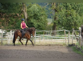 Caballos islandeses, Yegua, 8 años, 132 cm, Castaño