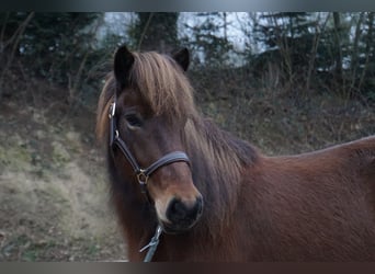 Caballos islandeses, Yegua, 8 años, 132 cm, Castaño