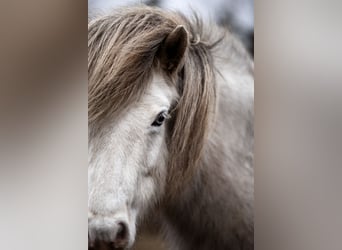 Caballos islandeses, Yegua, 8 años, 133 cm, Tordo