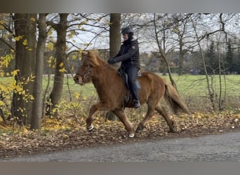 Caballos islandeses, Yegua, 8 años, 134 cm, Alazán