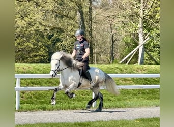 Caballos islandeses, Yegua, 8 años, 134 cm, Tordo rodado