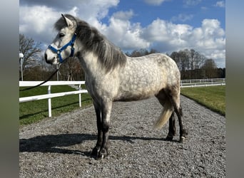 Caballos islandeses, Yegua, 8 años, 134 cm, Tordo rodado