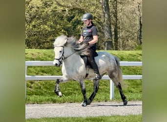 Caballos islandeses, Yegua, 8 años, 134 cm, Tordo rodado