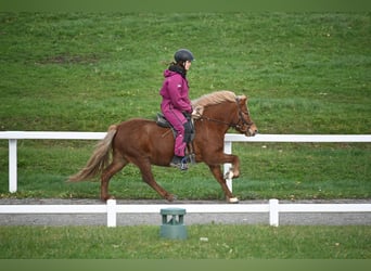 Caballos islandeses, Yegua, 8 años, 136 cm, Alazán