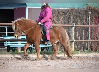 Caballos islandeses, Yegua, 8 años, 136 cm, Alazán