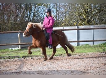 Caballos islandeses, Yegua, 8 años, 136 cm, Alazán