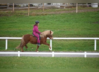 Caballos islandeses, Yegua, 8 años, 136 cm, Alazán